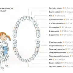 Schemat wyrzynania się zębów stałych, z zaznaczonymi siekaczami, które to zęby są pierwsze do wymiany. Obok uśmiechnięta dziewczynka.