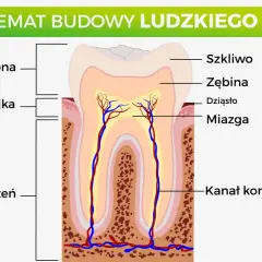 Schemat budowy zęba trzonowego u dorosłego: korona, szyjka, korzeń, szkliwo, zębina, miazga z naczyniami krwionośnymi i nerwami w kanale korzenia.