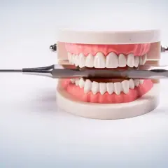 Model szczęki z narzędziem dentystycznym. Ile zębów ma człowiek? Dorosły ma ich 32.