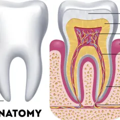 Anatomia zęba, w tym jego korona, szyjka i korzeń. Widoczne są kły u człowieka, ich budowa wewnętrzna: szkliwo, zębina, miazga, kanał korzeniowy, kość i naczynia.