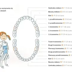 Schemat przedstawia numerację zębów stałych i terminy ich wyrzynania. Dziewczynka z plecakiem i książką obserwuje diagram.