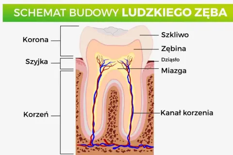 Schemat budowy zęba trzonowego u dorosłego: korona, szyjka, korzeń, szkliwo, zębina, miazga z naczyniami krwionośnymi i nerwami w kanale korzenia.