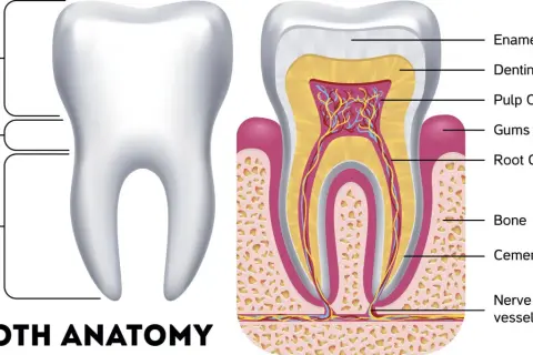 Anatomia zęba, w tym jego korona, szyjka i korzeń. Widoczne są kły u człowieka, ich budowa wewnętrzna: szkliwo, zębina, miazga, kanał korzeniowy, kość i naczynia.