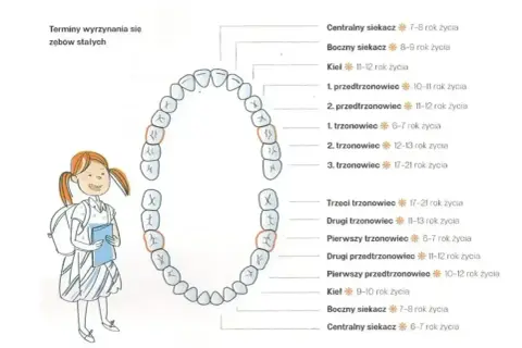 Schemat przedstawia numerację zębów stałych i terminy ich wyrzynania. Dziewczynka z plecakiem i książką obserwuje diagram.