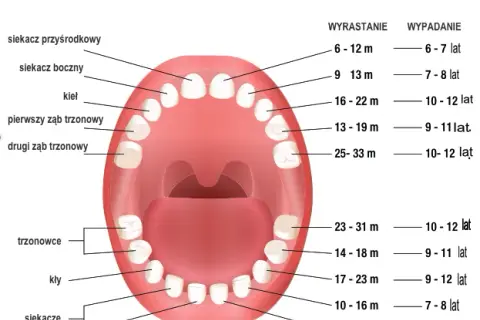 Ząbkowanie: Jak wyglądają dziąsła? Przewodnik dla rodziców