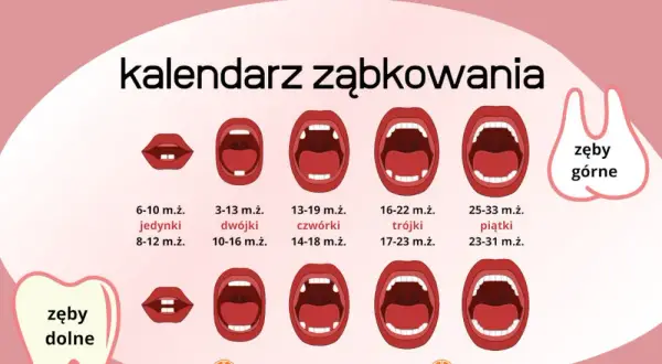 Zęby mleczne: Kalendarz wyrzynania i wypadania. Spokój dla rodziców