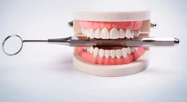 Model szczęki z narzędziem dentystycznym. Ile zębów ma człowiek? Dorosły ma ich 32.