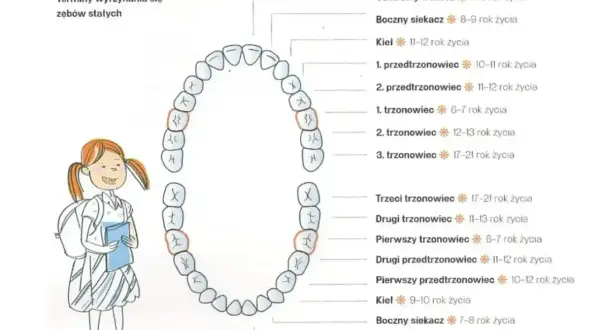Schemat przedstawia numerację zębów stałych i terminy ich wyrzynania. Dziewczynka z plecakiem i książką obserwuje diagram.