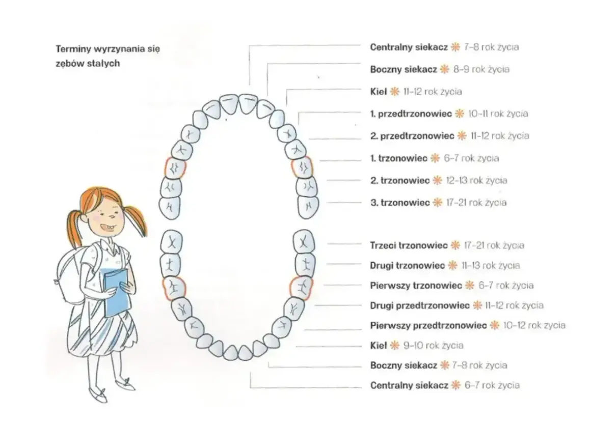 Schemat wyrzynania się zębów stałych, z zaznaczonymi siekaczami, które to zęby są pierwsze do wymiany. Obok uśmiechnięta dziewczynka.