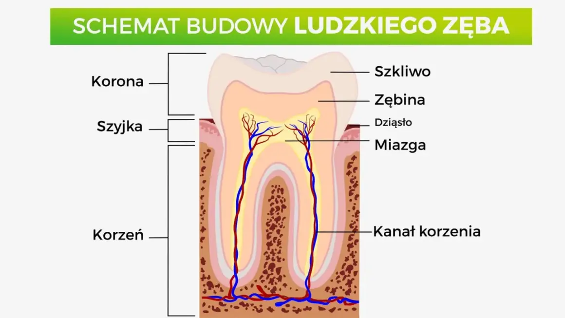 Schemat budowy zęba trzonowego u dorosłego: korona, szyjka, korzeń, szkliwo, zębina, miazga z naczyniami krwionośnymi i nerwami w kanale korzenia.