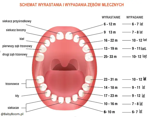 Ząbkowanie: Jak wyglądają dziąsła? Przewodnik dla rodziców