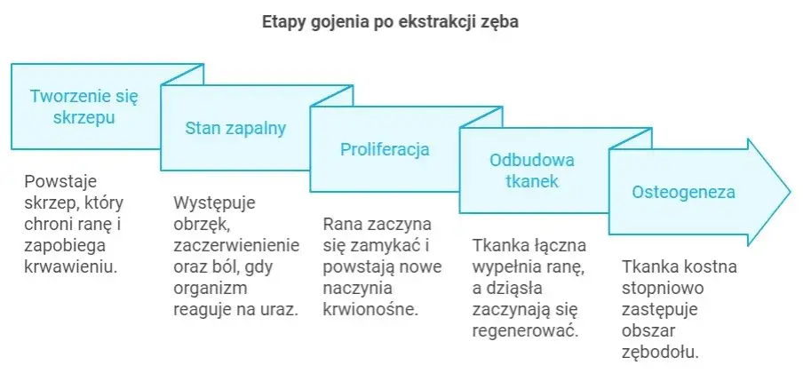 Etapy gojenia dziąsła po ekstrakcji zęba grafika