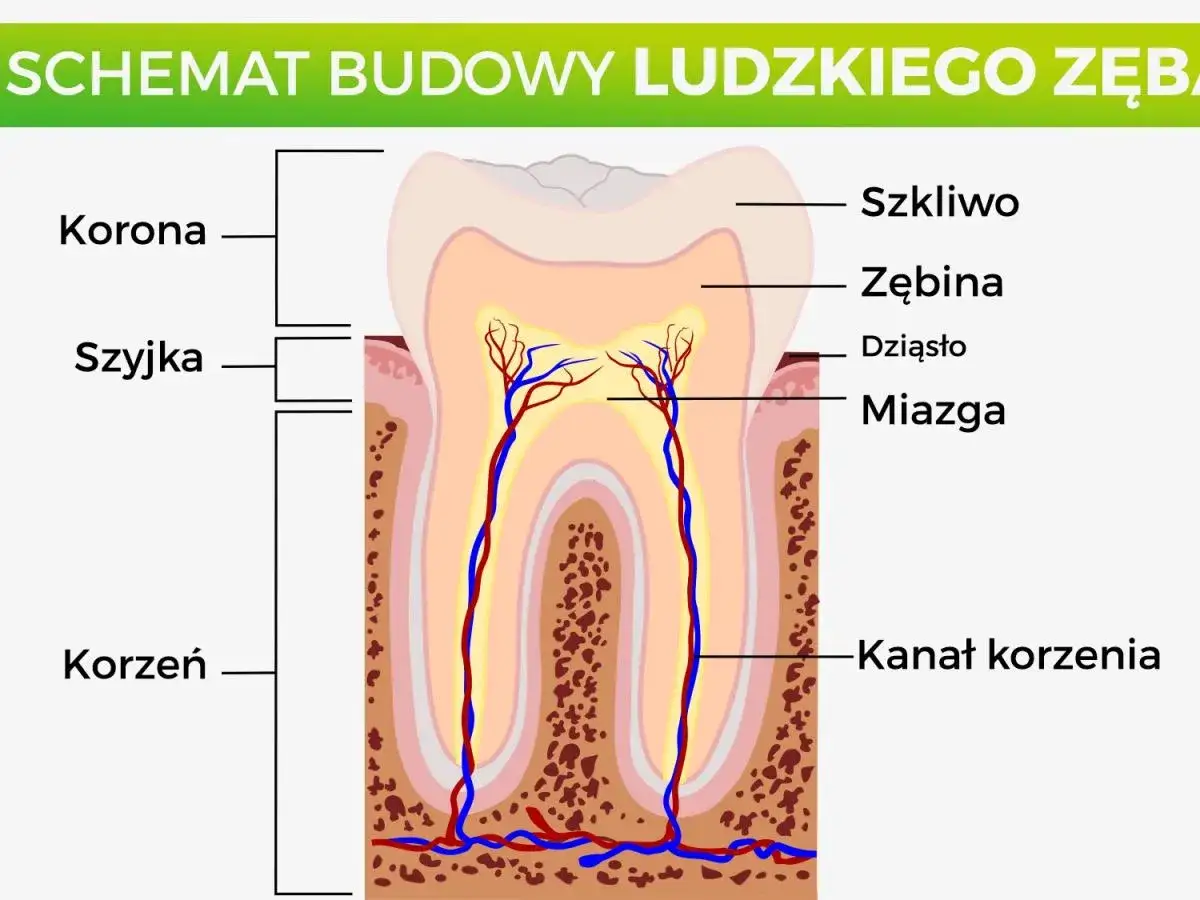 Schemat budowy zęba trzonowego u dorosłego: korona, szyjka, korzeń, szkliwo, zębina, miazga z naczyniami krwionośnymi i nerwami w kanale korzenia.