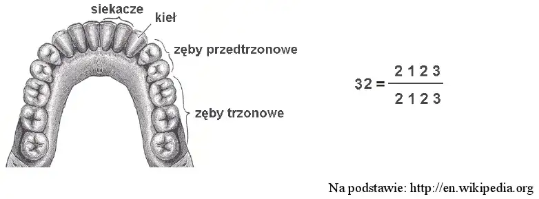 schemat uzębienia człowieka rodzaje zębów