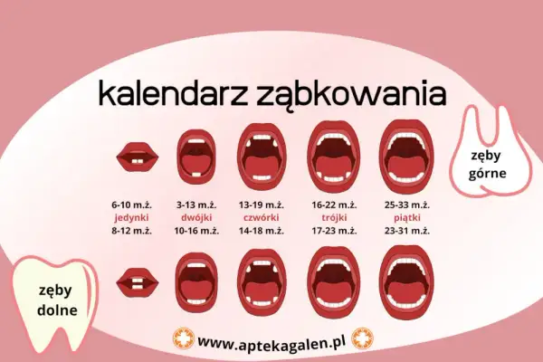 Zęby mleczne: Kalendarz wyrzynania i wypadania. Spokój dla rodziców