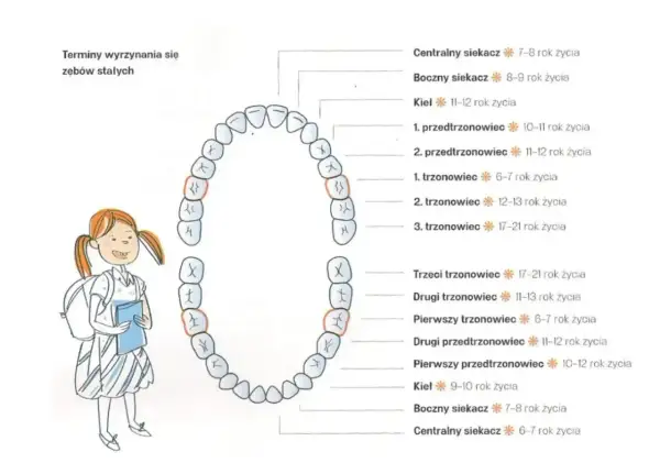 Schemat wyrzynania się zębów stałych, z zaznaczonymi siekaczami, które to zęby są pierwsze do wymiany. Obok uśmiechnięta dziewczynka.