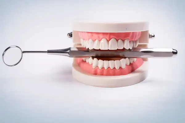 Model szczęki z narzędziem dentystycznym. Ile zębów ma człowiek? Dorosły ma ich 32.