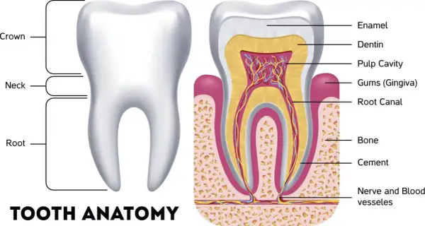 Anatomia zęba, w tym jego korona, szyjka i korzeń. Widoczne są kły u człowieka, ich budowa wewnętrzna: szkliwo, zębina, miazga, kanał korzeniowy, kość i naczynia.