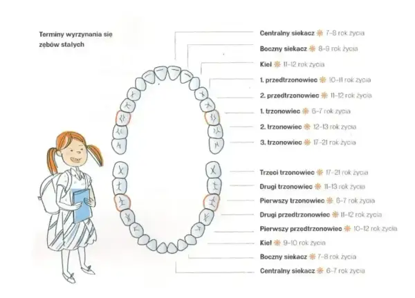 Schemat przedstawia numerację zębów stałych i terminy ich wyrzynania. Dziewczynka z plecakiem i książką obserwuje diagram.